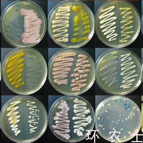 微生物菌种销售 (1)